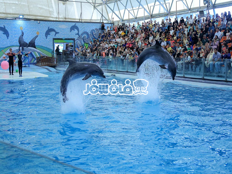 پارک دلفین ها در کیش