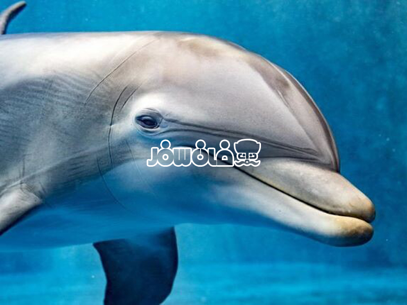 17 دانستنی جالب از دلفین‌ها 